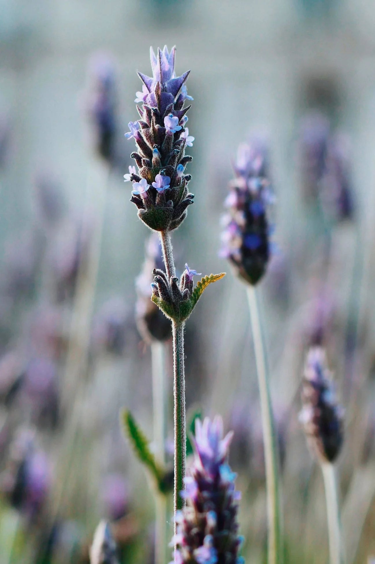 Aloe Lavender Lotion Gallon (3,79 l)