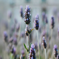 Lavender Aloe Lotion