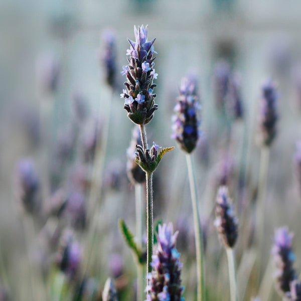 Aloe Lavender Lotion Gallon (3,79 l)